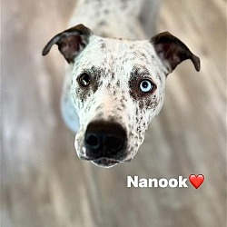 Photo of Nanook