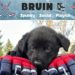Thumbnail photo of Bruin #1