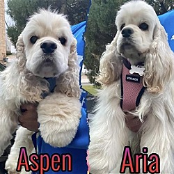 Photo of Aspen and Aria