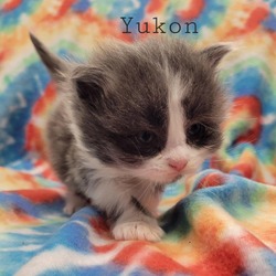Photo of Yukon