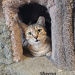 Photo of Sheena