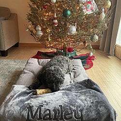 Thumbnail photo of Marley #3