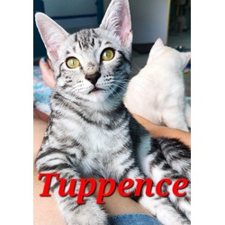 Thumbnail photo of Tuppence #1