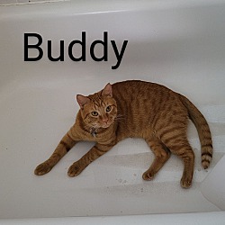 Thumbnail photo of Buddy #1