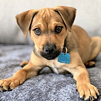 adopt a pet