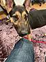 BAILEY - German Shepherd Dog available for adoption