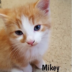 Thumbnail photo of Mikey - Adopted January 2017 #4