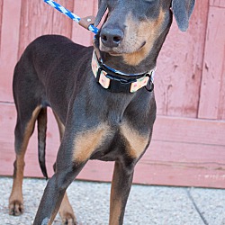 Thumbnail photo of FARRAH FAWCETT DOBERMAN #3