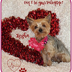 Thumbnail photo of Keysha-Pending adoption #1