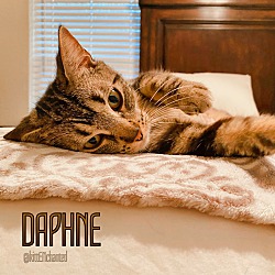 Thumbnail photo of Daphne #3