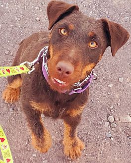 dog crate water bottle petsmart