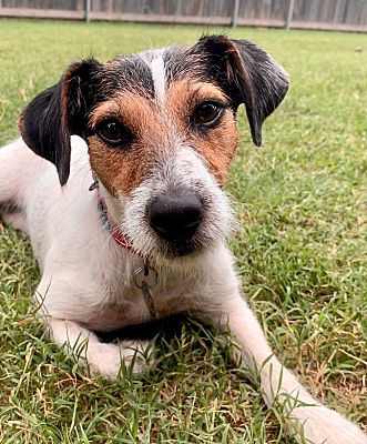 Edmond, OK - Jack Russell Terrier. Meet Lilly a Pet for Adoption ...