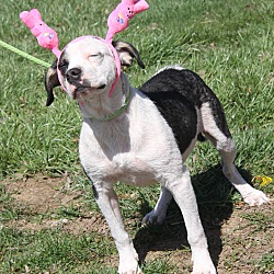 Thumbnail photo of Ruger (Easter Photos 2024) #2