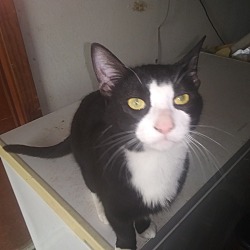 Photo of Sylvester