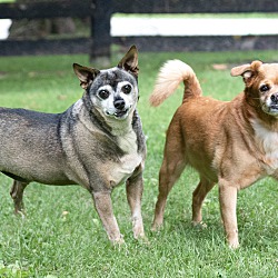 bonded pet photo