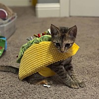 adopt a pet