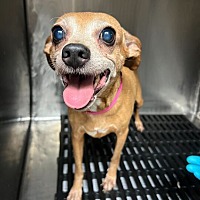 adopt a pet