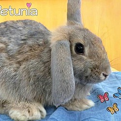 Thumbnail photo of Petunia #2