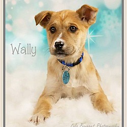 Photo of WALLY