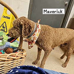 Thumbnail photo of Maverick #1