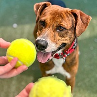 adopt a pet