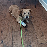adopt a pet