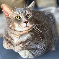 adopt-pet