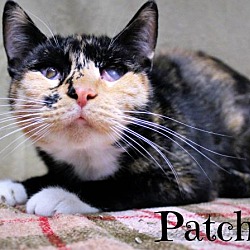 Thumbnail photo of Patches-DECLAWED, blind, SWEET #3