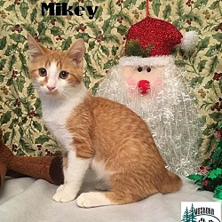 Thumbnail photo of Mikey - Adopted January 2017 #1