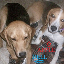 Thumbnail photo of DELL & APPLE #1