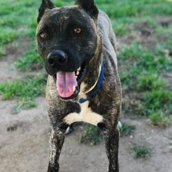 Santa Maria Valley Humane Society in Santa Maria, California