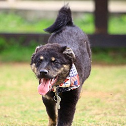 Thumbnail photo of Fabio(Formosan Mountain Dog) #2