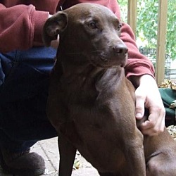 Thumbnail photo of Hershey *ADOPTED* #3