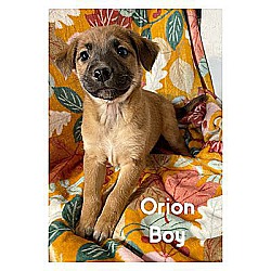 Thumbnail photo of Orion KA #2