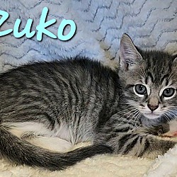 Thumbnail photo of Zuko #2