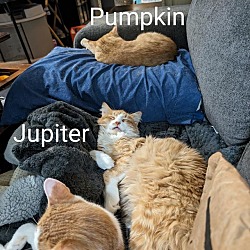 Thumbnail photo of Jupiter #2