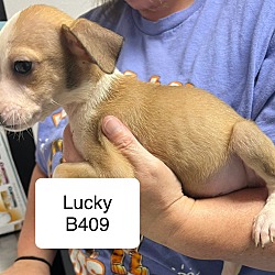 Thumbnail photo of Lucky B409 #2