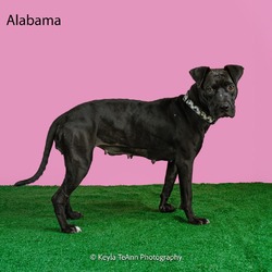 Thumbnail photo of Alabama #2