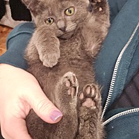 adopt a pet