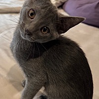 adopt a pet
