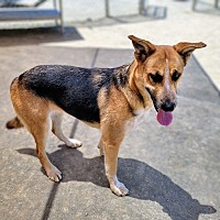 adopt a pet