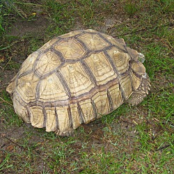 Thumbnail photo of Sulcata Tortoises(5) #2