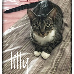 Thumbnail photo of Lilly the dog cat #2