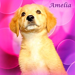 Thumbnail photo of Amelia~adopted! #1
