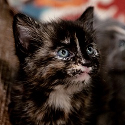 Thumbnail photo of Maisie!/ Adoption Pending #3