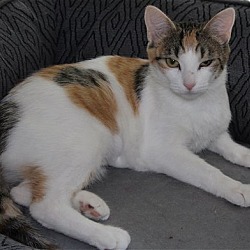 Thumbnail photo of Cassie -ADOPTED #3