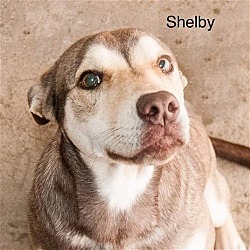 Photo of Shelby *Adopt or Foster*
