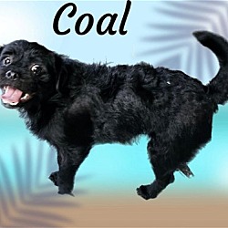 Thumbnail photo of Coal #3