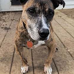 bonded pet photo