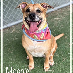 Thumbnail photo of MAGGIE - see video #3